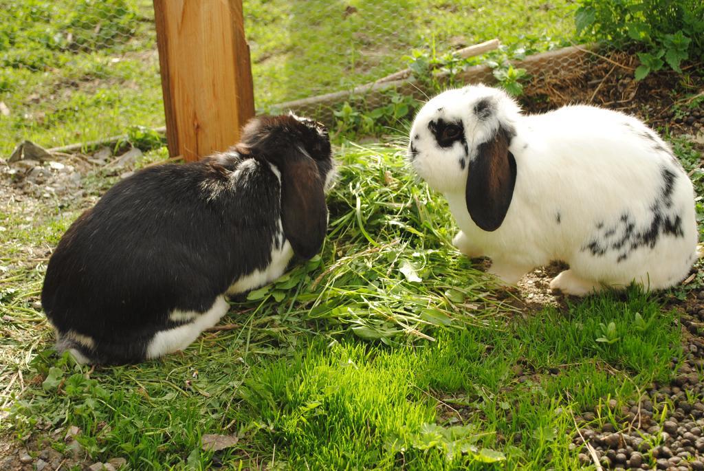 Siedlerhof Διαμέρισμα Hopfgarten im Brixental Εξωτερικό φωτογραφία
